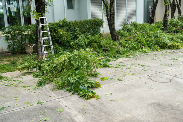 Best Hazardous Tree Removal  in USA